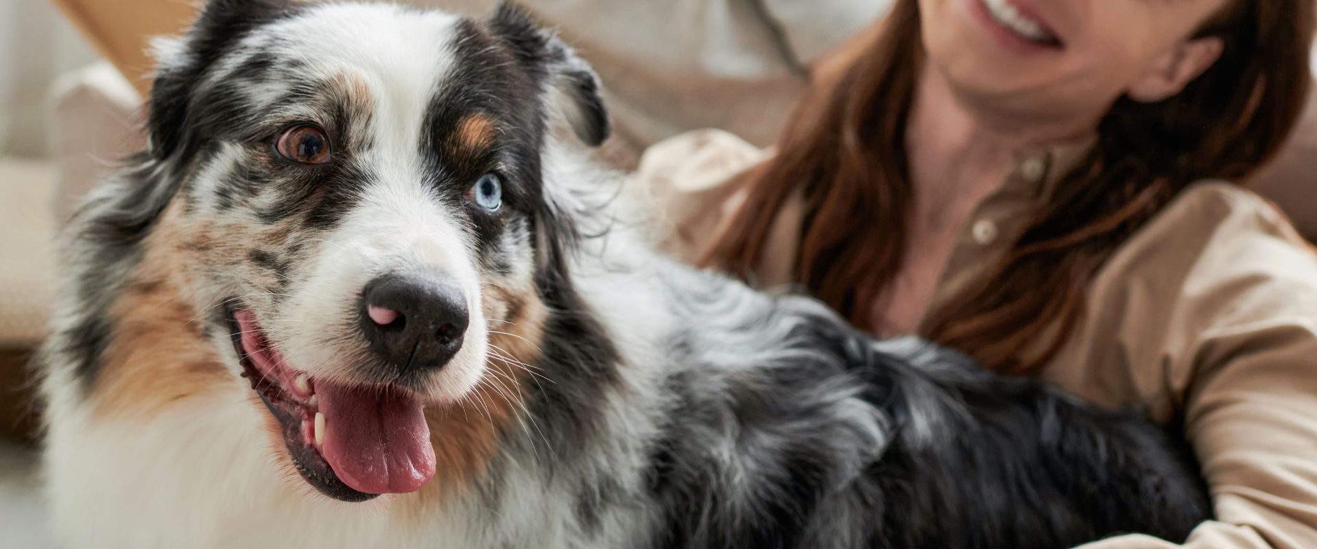 Image d'un chien heureux